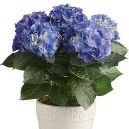 Happy Hydrangea - Blue
