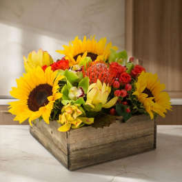 Picnic (BB)