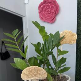 Potted green plant with decorative beige mushroom picks