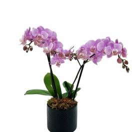 Potted purple orchids in a black container