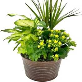 Potted green plant arrangement with small yellow flowers in a brown container