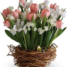 Tulip Song