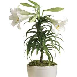 Easter Lily Plant