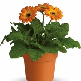 Rainbow Rays Potted Gerbera - Orange