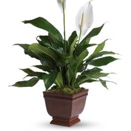 Teleflora's Lovely One Spathiphyllum Plant