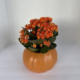 Orange flowers arranged in a pumpkin-shaped container