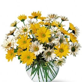 Dashing Daisies