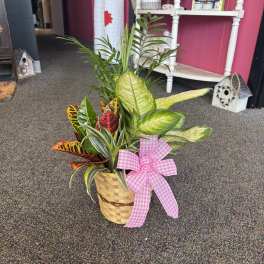 6" Combo -- Green Plant