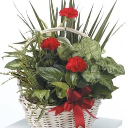 Red Splendor Garden