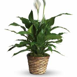 Simply Elegant Spathiphyllum - Small
