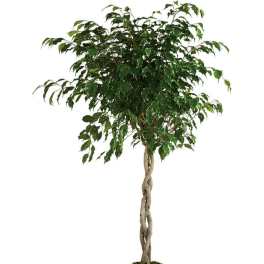 Towering Ficus