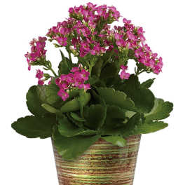 Simply Happy Kalanchoe Plant by Teleflora