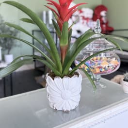 Potted bromeliad with a red flower spike in a white decorative planter