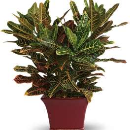 Stately Croton