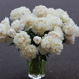 A Dozen White Peonies in a Vase