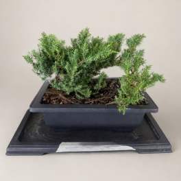 Small potted evergreen plant in a black rectangular container