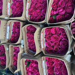 Bunch of hot pink roses