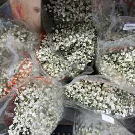 Baby breath flower