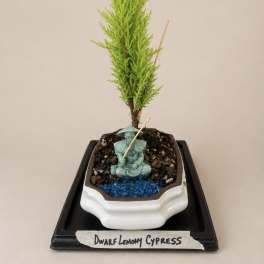 Dwarf Lemony Cypress