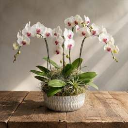 White orchids in a textured ceramic bowl on a wooden table