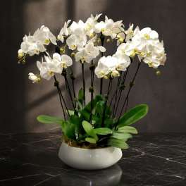 White orchid arrangement in a low white bowl