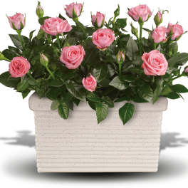 Pink roses arranged in a rectangular white planter