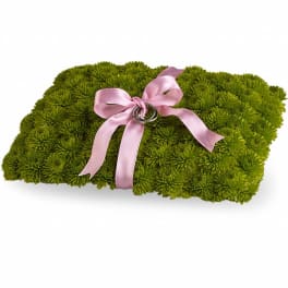 Rectangular cushion of green button mums tied with a pink ribbon
