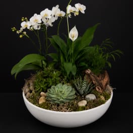 Mixed Dish Garden