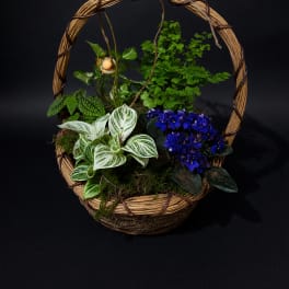 Basket arrangement with potted plants and blue flowers on a black background