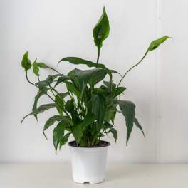Green peace lily plant with tall buds in a white plastic pot
