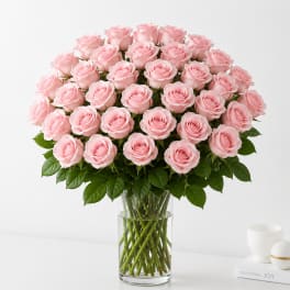 36 Light Pink Roses