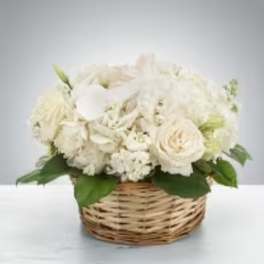Lace by BloomNation™
