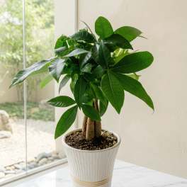 Potted green houseplant in a white ceramic planter on a table
