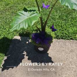 Potted tropical plant with large green leaves and purple butterfly accents