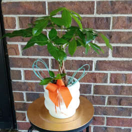 Money Tree by BloomNation™