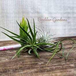 One small Air Plant