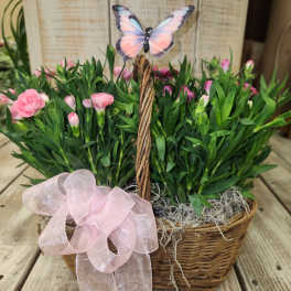 Double mini dianthus basket