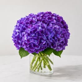 David’s Magical Purple Hydrangea Arrangement