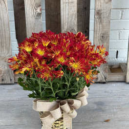 Autumn Sunset Mum Plant