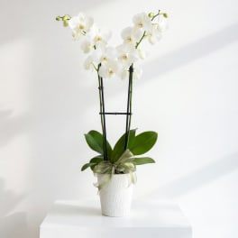 White orchid plant in a white pot with a ribbon bow