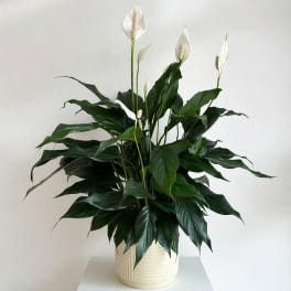 Potted peace lily arrangement with white blooms in a cream ceramic pot