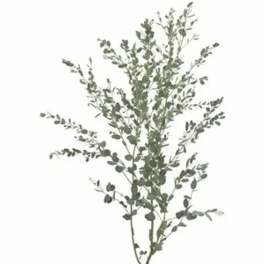 A single stem of eucalyptus foliage on a white background