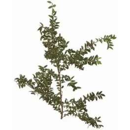 Single leafy branch with small green leaves on a white background
