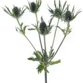 Stem with spiky blue-green thistle-like blooms