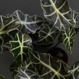 Potted plant with dark green, white-veined leaves on a dark surface