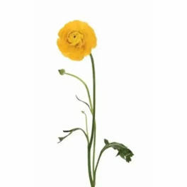 Single yellow ranunculus stem on a white background