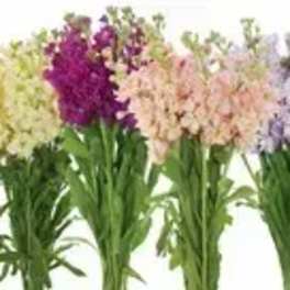 Six bunches of colorful stock flowers arranged in rows