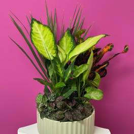 Tropical potted plant arrangement in a white ribbed container