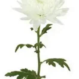 Single white chrysanthemum bloom on a long stem