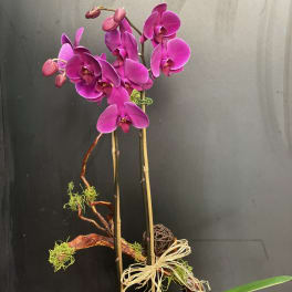 Orchid